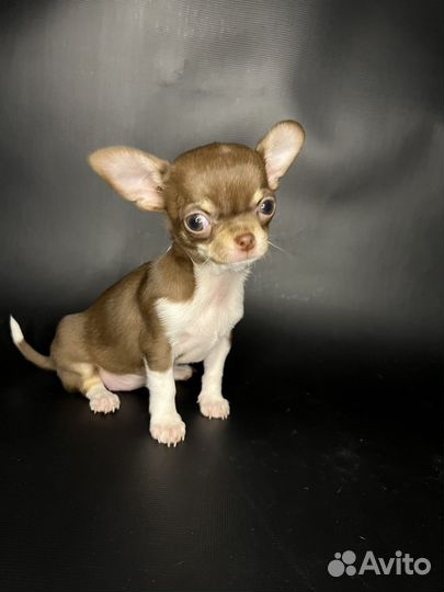 Чихуахуа девочка готова к переезду