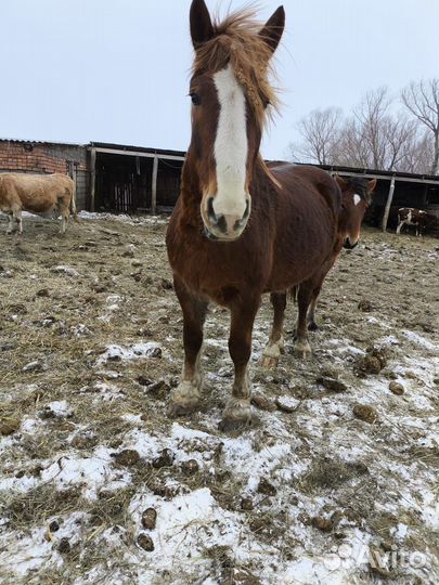 Кобыла советский тяжеловоз