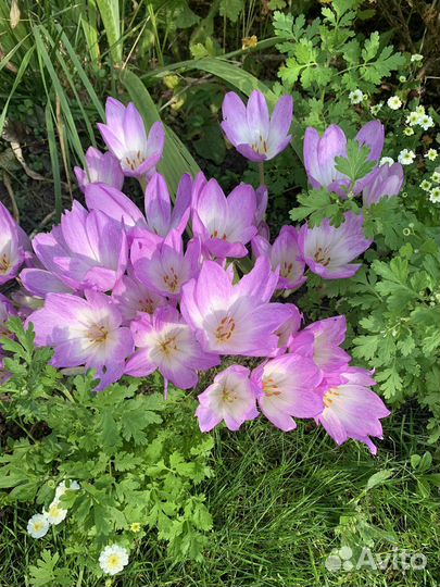 Безвременник (колхикум)