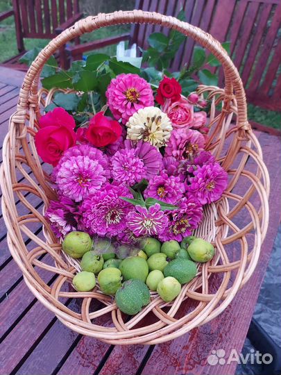 Семена циния сорт 