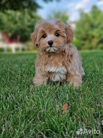 Мальтипу девочка Корейские крови