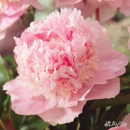Махровые пионы более 50 сортов