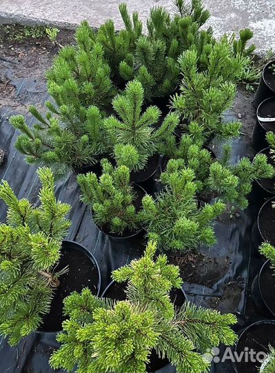 Сосна Горная В Ассортименте