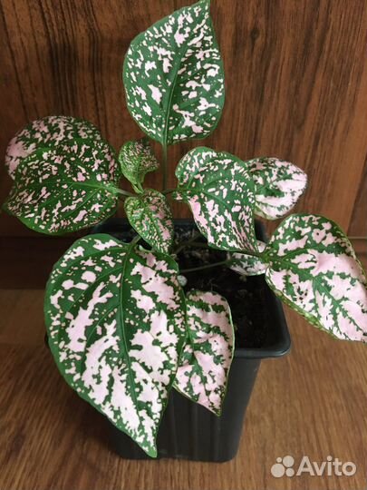 Комнатные цветы. Традесканции, фуксии, фиалки