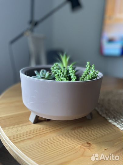 Суккуленты