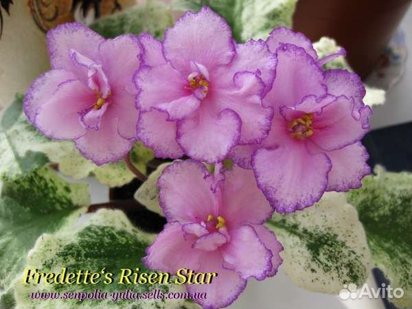 Сортовые фиалки