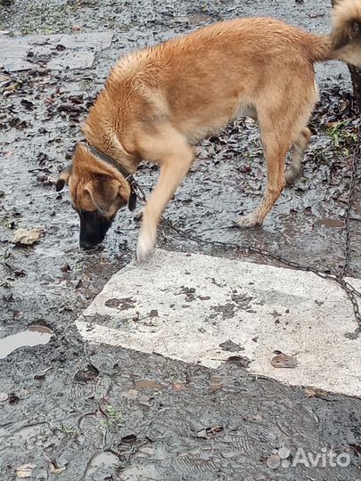 Собака в добрые руки отдам бесплатно