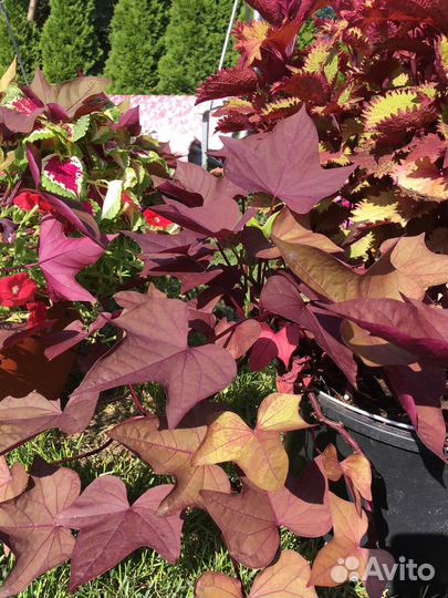 Продам срез ипомеи батат