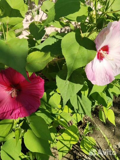Сортовые гибискусы