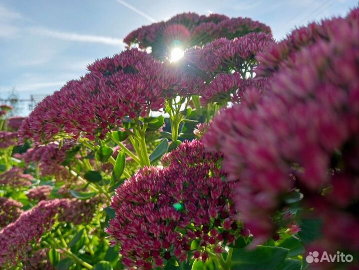 Многолетнее растение очиток