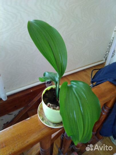 Комнатные растения цветы