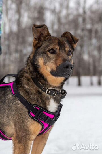 Рикки ждет своего хозяина в приюте