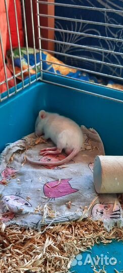 Декоративная крыса