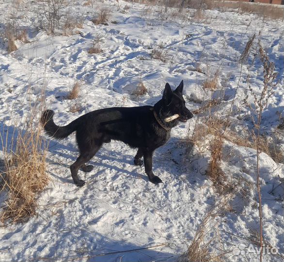 Кобель немецкой овчарки на вязку