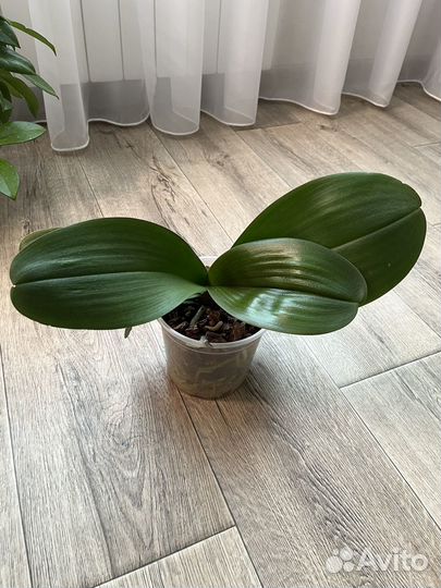 Орхидея фаленопсис Sesame