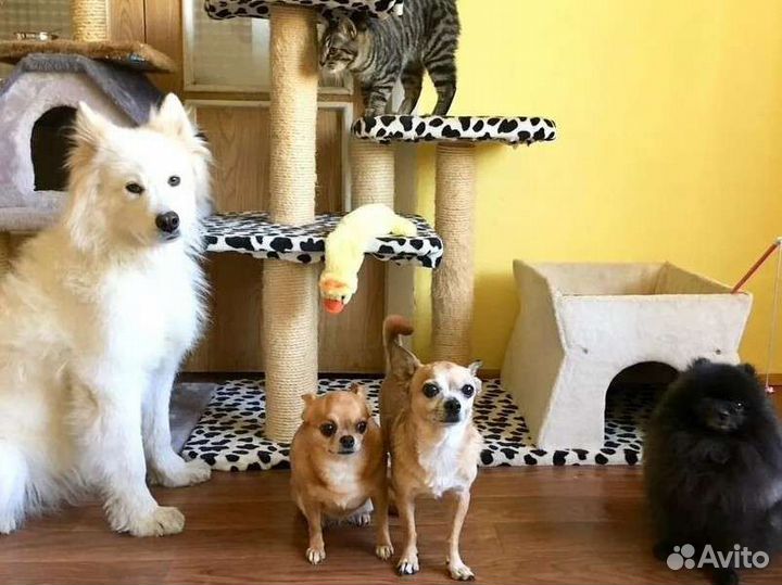 Передержку животных