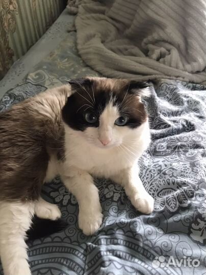 Котик ищет семью