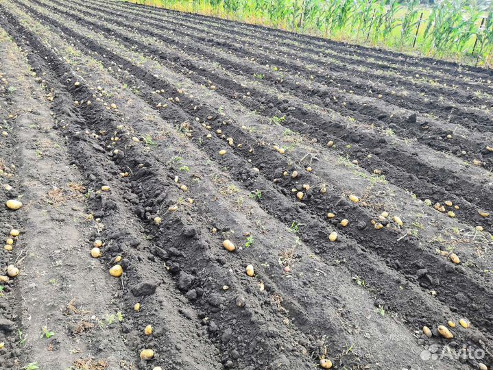 Продам домашний картофель
