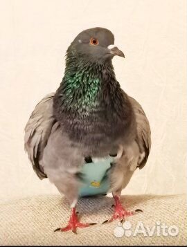 Костюм-памперс для голубя