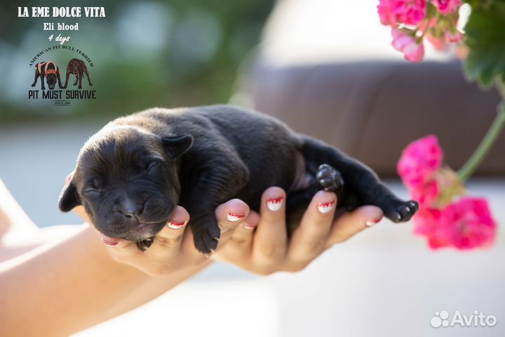 Перспективный щенок американского питбуля