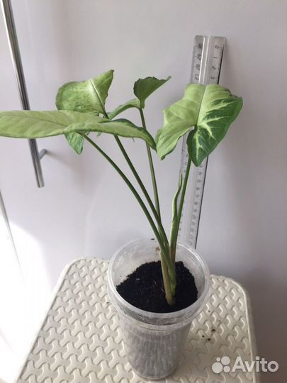 Сингониум Баттерфляй, Неон Пинк', Спер Поинт