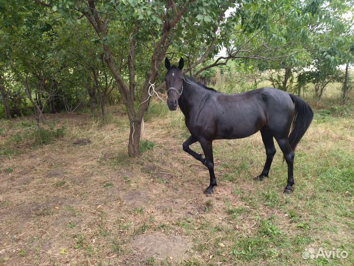Кобыла русской рысистой породы