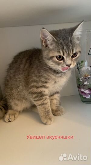 Котята шотландцы вислоухие