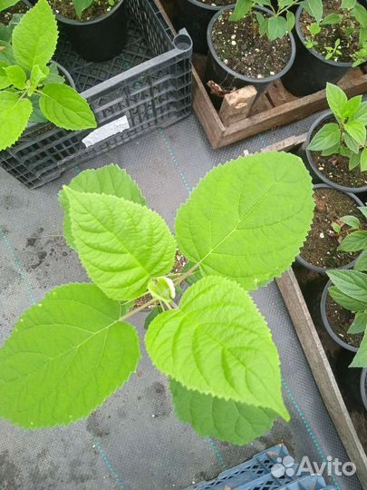 Гортензия древовидная Стронг Аннабель