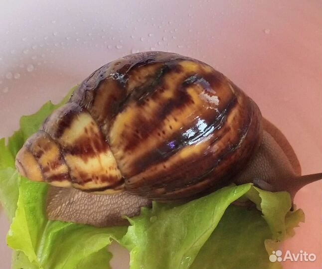 Архахатина маргината овум