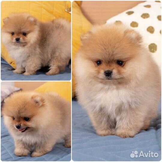 Померанский шпиц мини