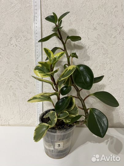 Пеперомия туполистная вариегатная