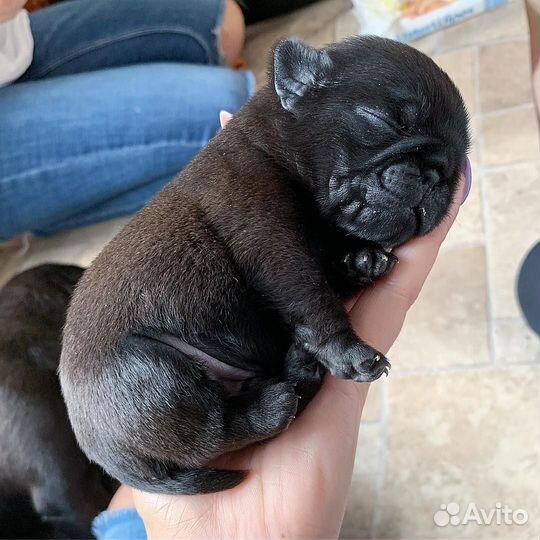 Щенки мопса