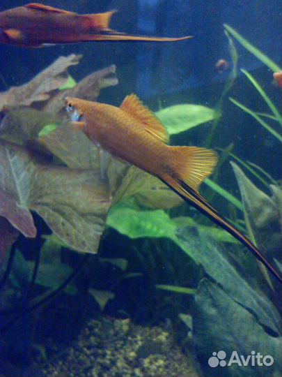 Аквариумные рыбки