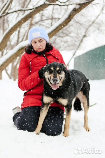 Одинокая собака с прекрасной душой