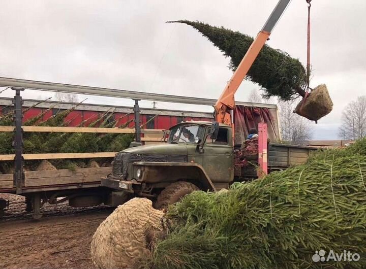 Саженцы ели