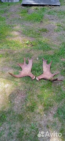 Продам рога лося