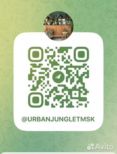 Сциндапсус себу блю