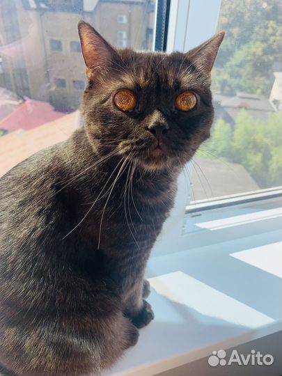 Британский кот