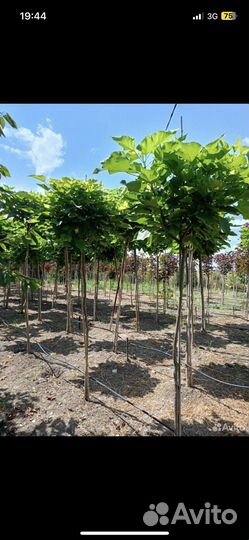 Озеленение, туи и деревья любых видов и размеров