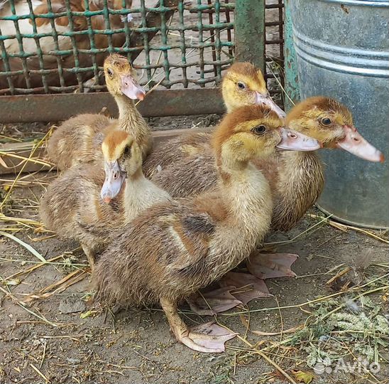 Куры домашние