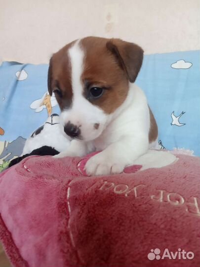 Джек Рассел терьер Щенки
