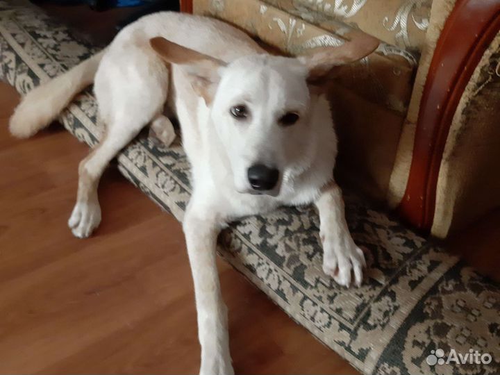 Отдам собаку в хорошие руки