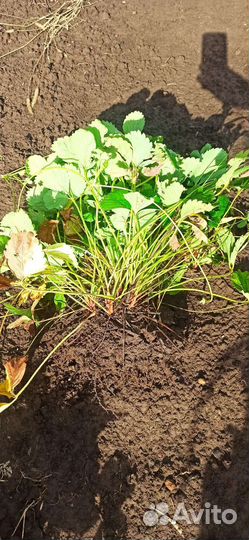 Рассада клубники