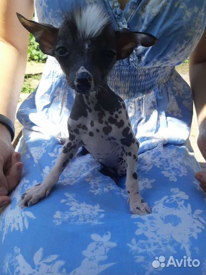 Китайская хохлатая