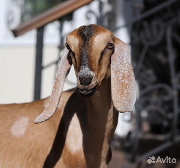 100 Англо-нубийский козлик