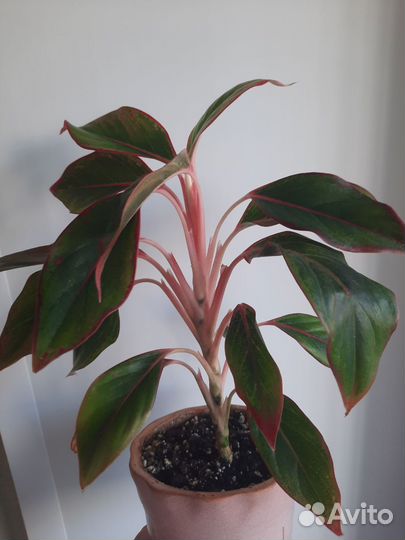 Аглаонема Крит