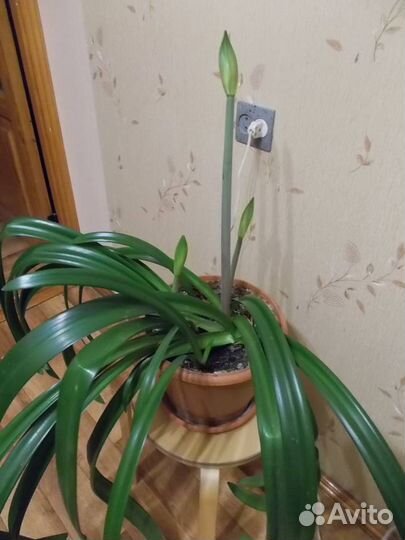 Гиппеаструм