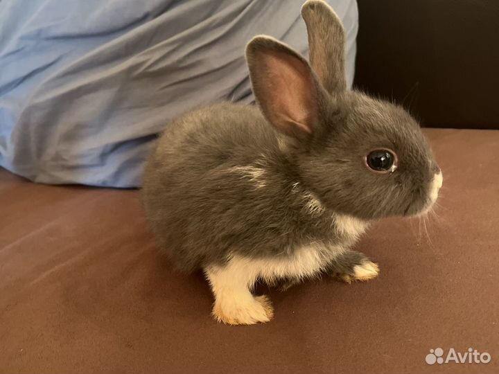 Цветной карлик