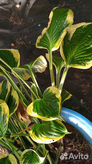 Хоста, медуница