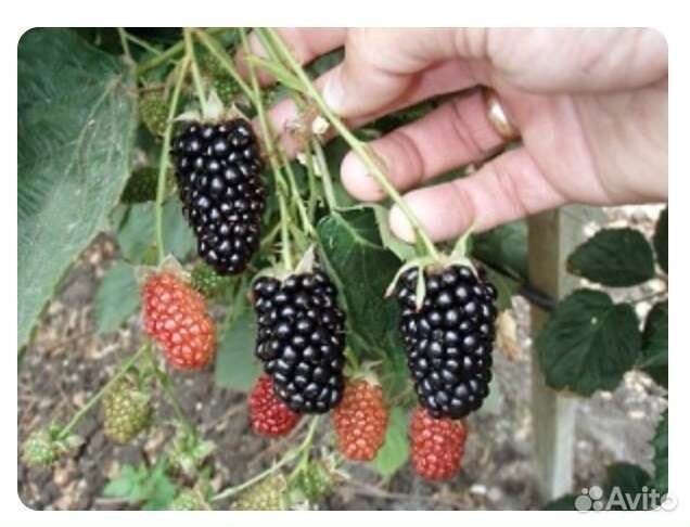 Саженцы Малины,Черной смородины,Ежевики